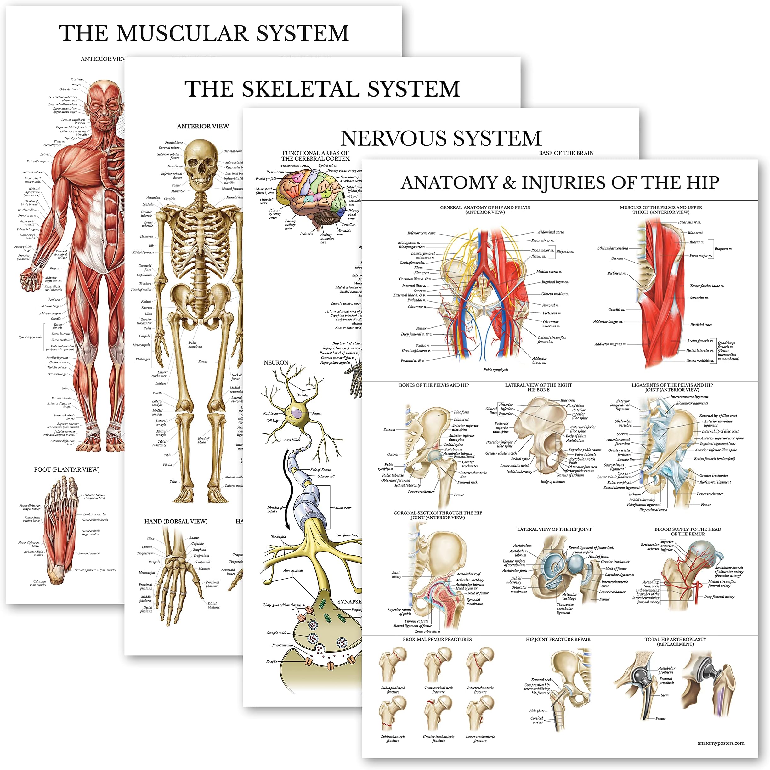 4 Pack - Anatomical Poster Set - Laminated - Muscular, Skeletal, Nervous System, Hip Anatomy - Anatomy Chart Set (LAMINATED, 18” x 27”)