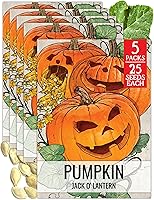 Vista 16 de Seed Needs Semillas de calabaza para plantar calabazas Jarrahdale azules, reliquia sin OMG y semilla de Cucurbita Maxima sin tratar para plantar un