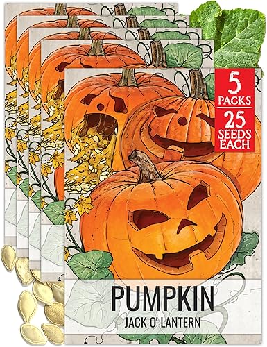 Miniatura 16 de Seed Needs Semillas de calabaza para plantar calabazas Jarrahdale azules, reliquia sin OMG y semilla de Cucurbita Maxima sin tratar para plantar un