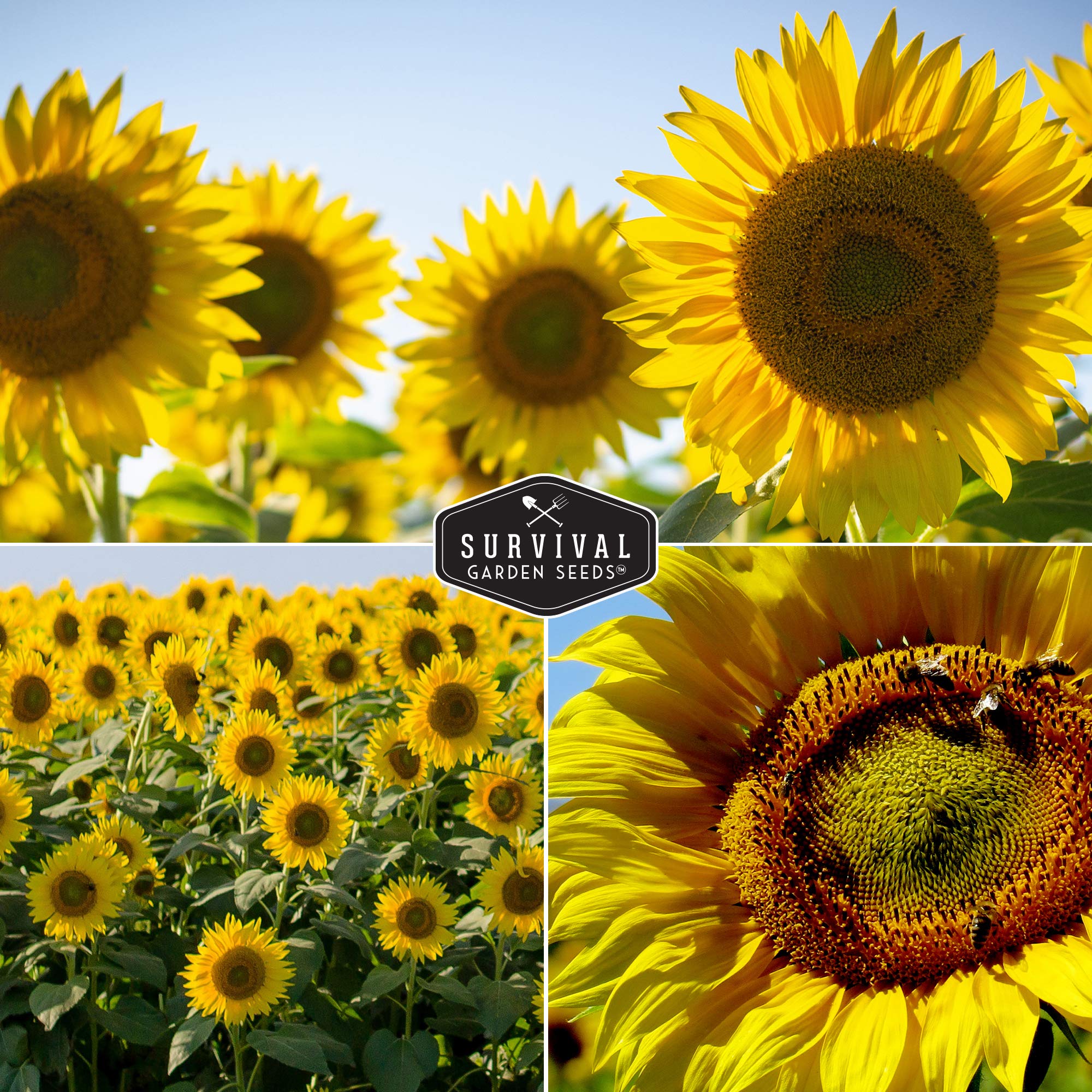 Amazon.com : Edible Sunflower Seeds Collection for Planting | 2 Giant Flower  Varieties  Mammoth & Black Russian  Heirloom Non-GMO  Survival Garden  Seeds : Patio, Lawn & Garden