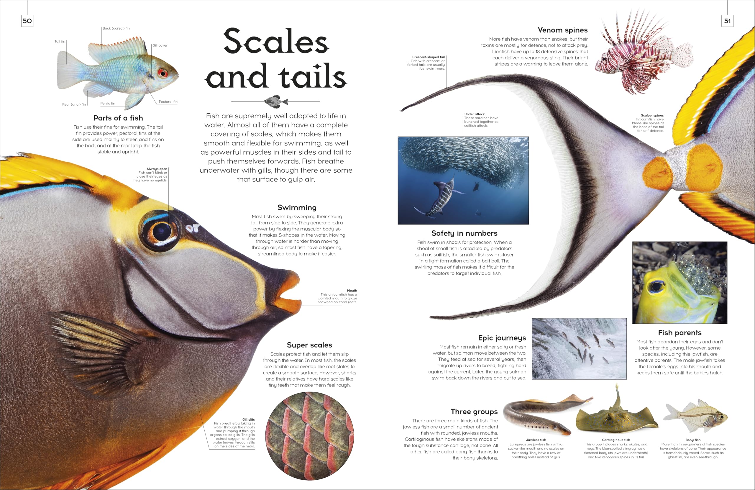 Shapes of Nature: A Big, Beautiful Book of the Natural World for Kids