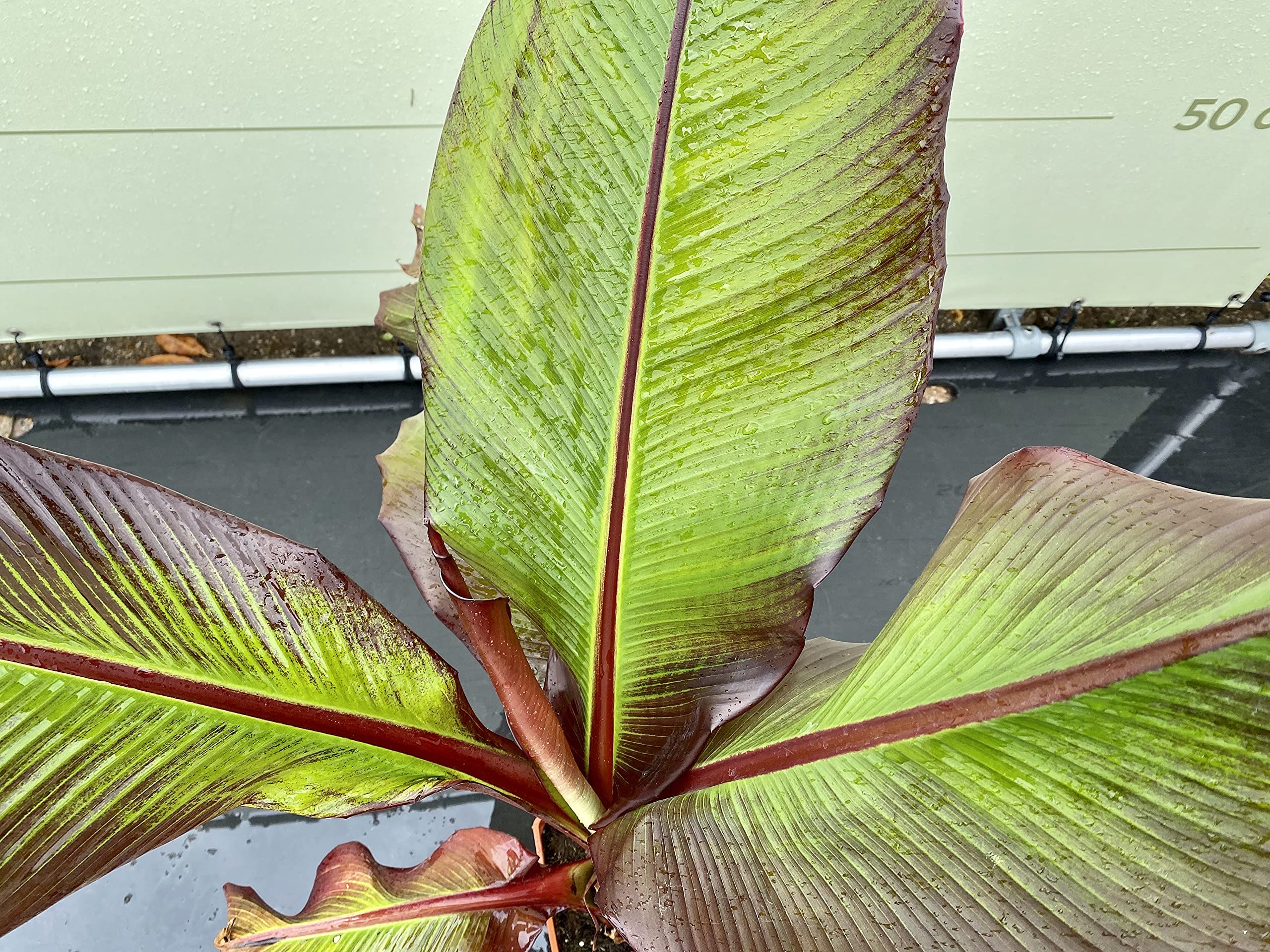 Tropictrees - MUSA MAURELLI - ROTE BANANENPFLANZE 120 CM A+
