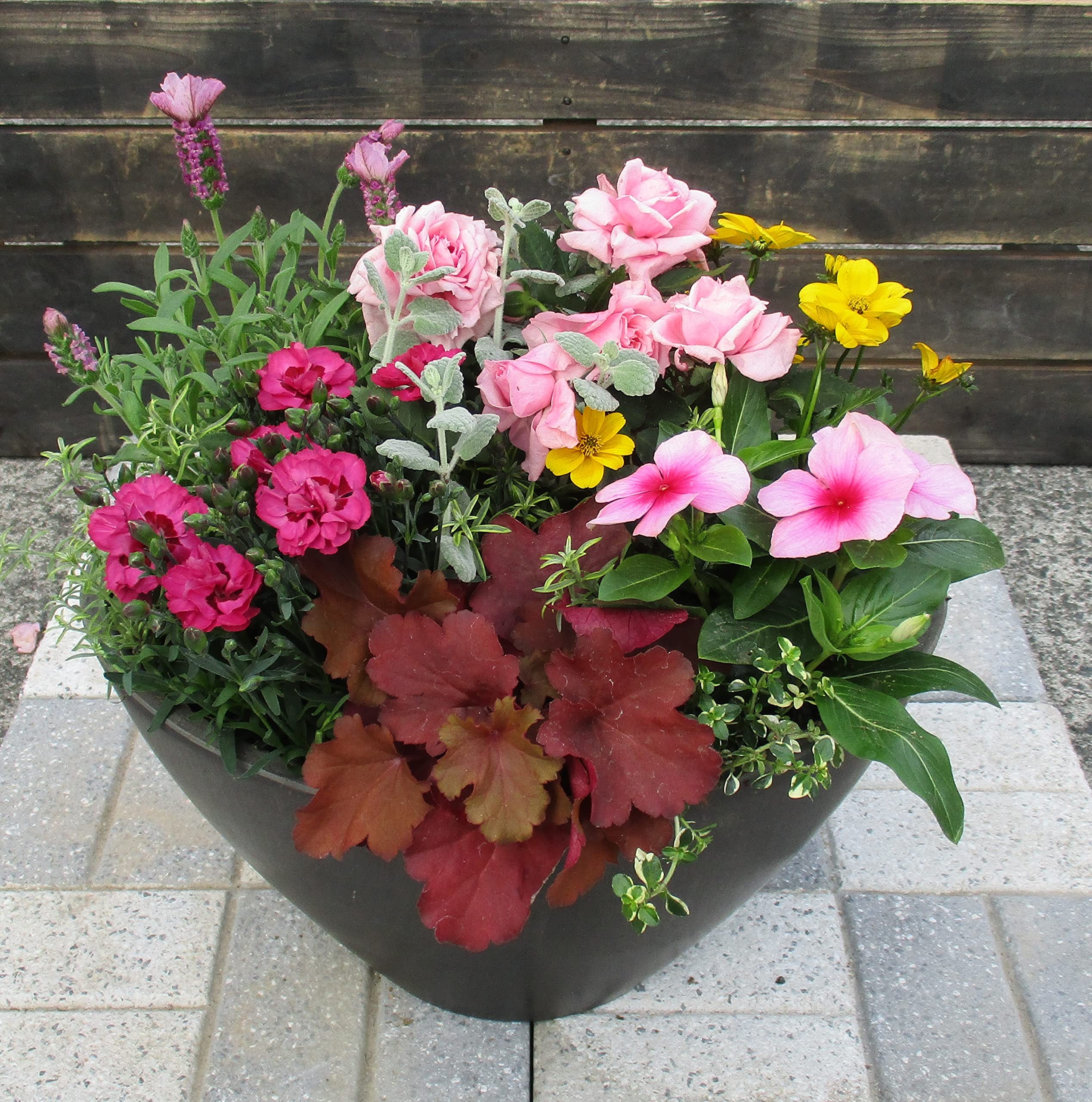 Amazon.co.jp: TECH 季節の寄せ植え 色味を選べる おまかせ寄せ植え