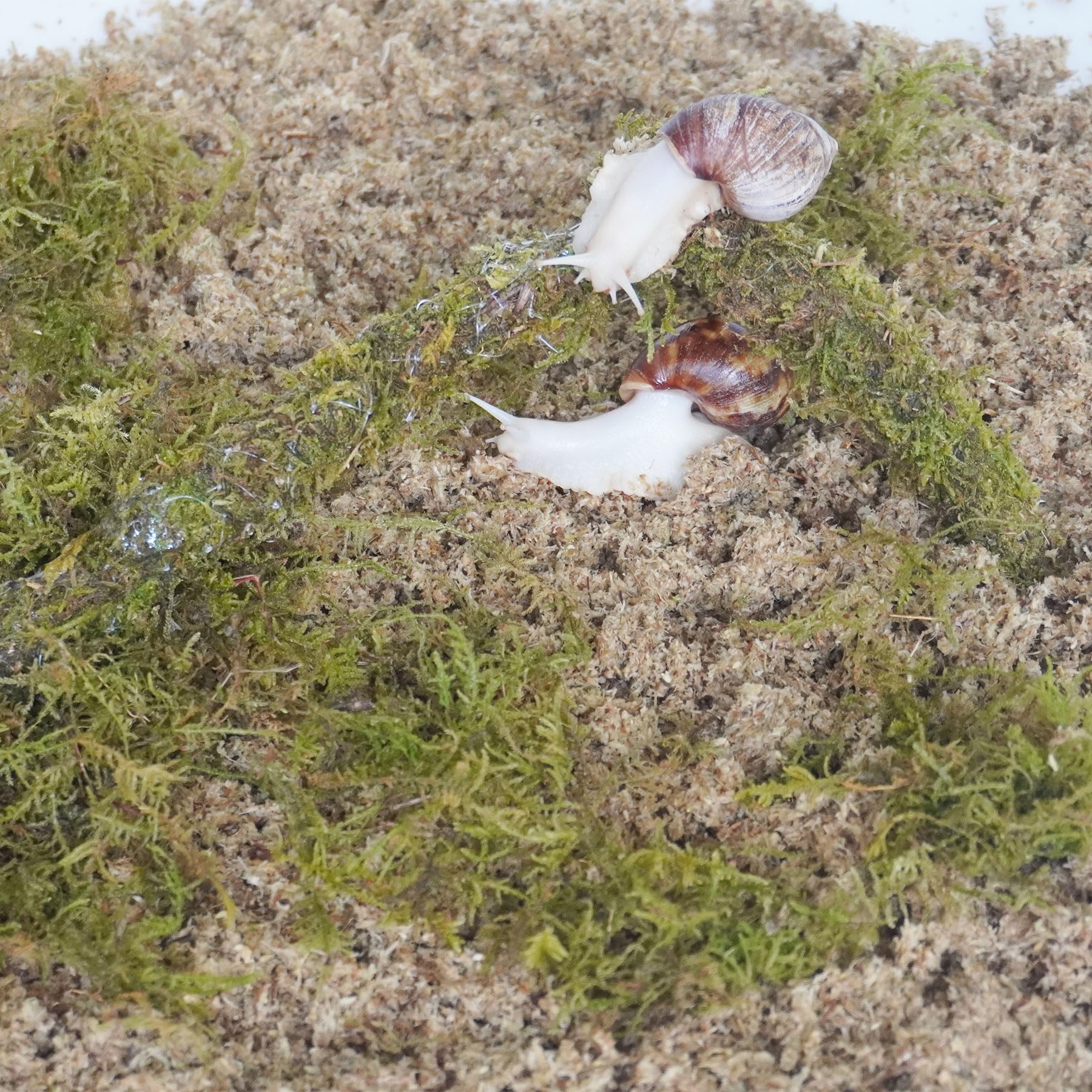 Kit d'accessoires pour terrarium escargot 3 pièces, comprend un substrat retenant l'humidité, une couche supérieure, un jouet d'escalade - 3