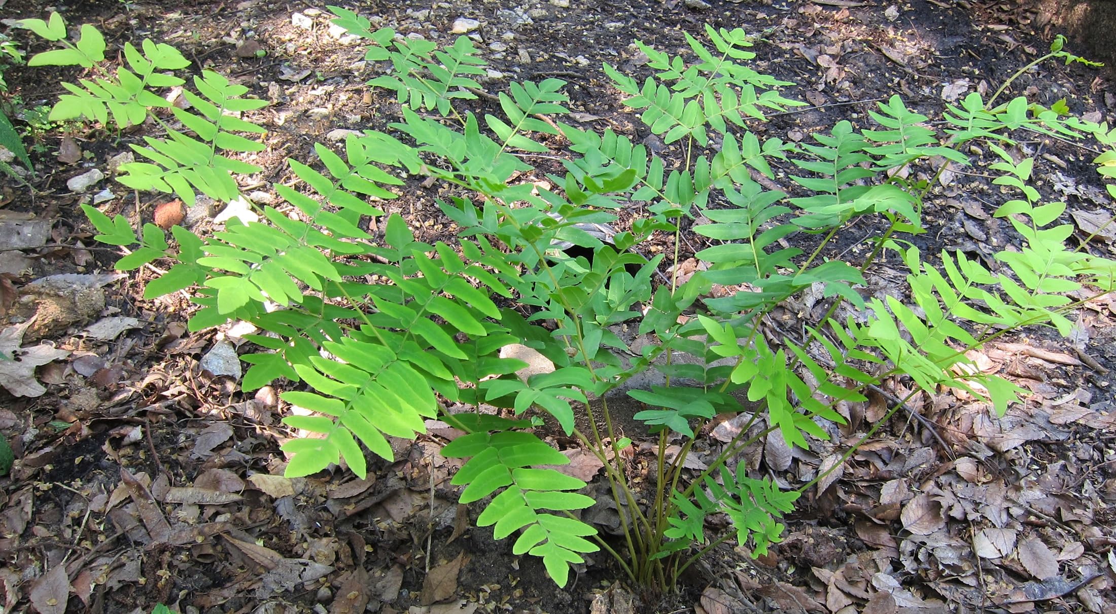 Hardy American Royal Fern - Osmunda regalis - Forest Green - Quart Pot