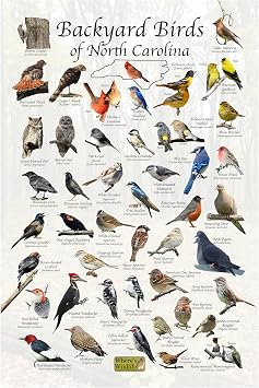 Wheres Wildlife Backyard Birds of North Carolina - Laminated Bird Identification Poster Chart 24" x 36"