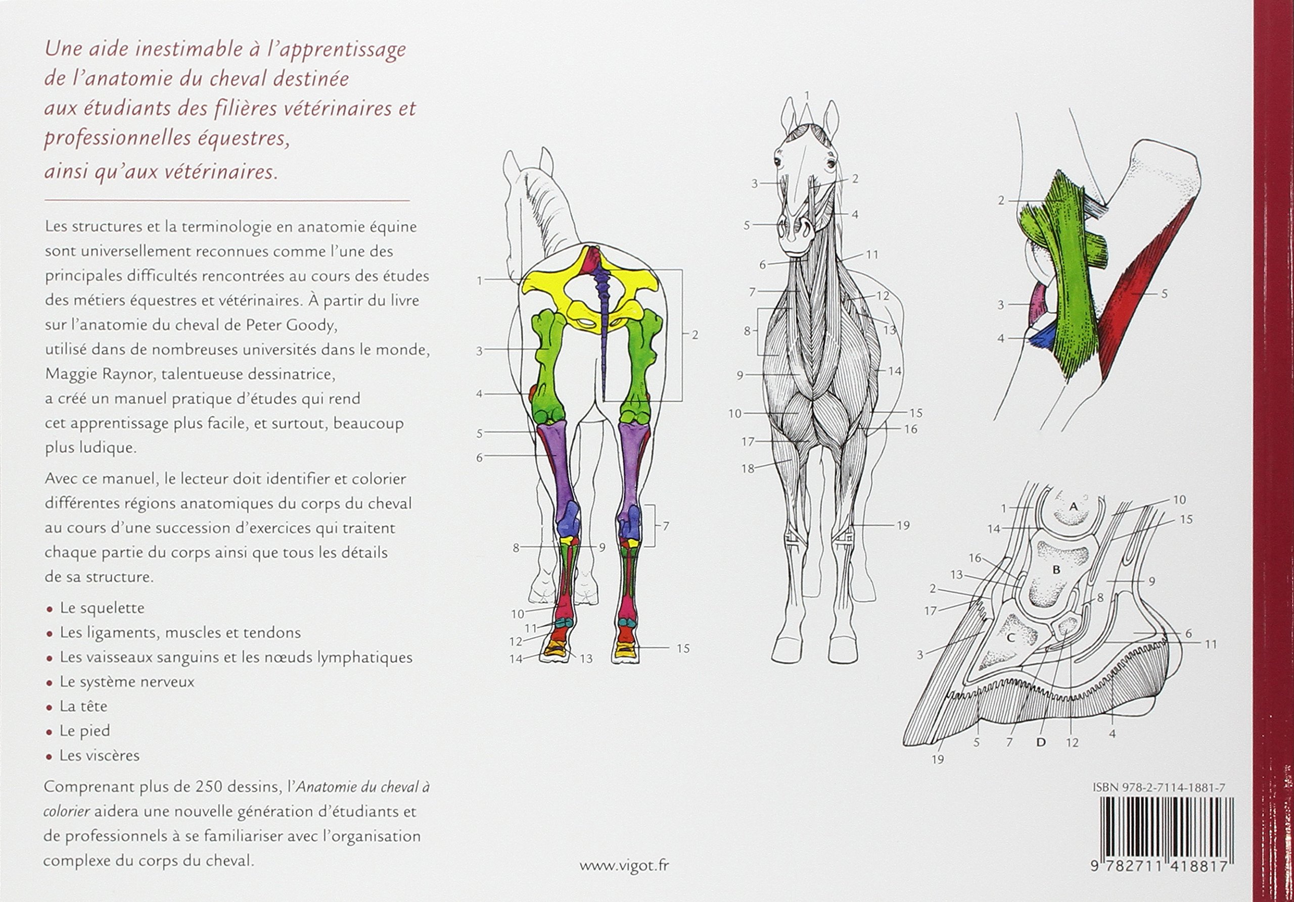 Anatomie du cheval à colorier