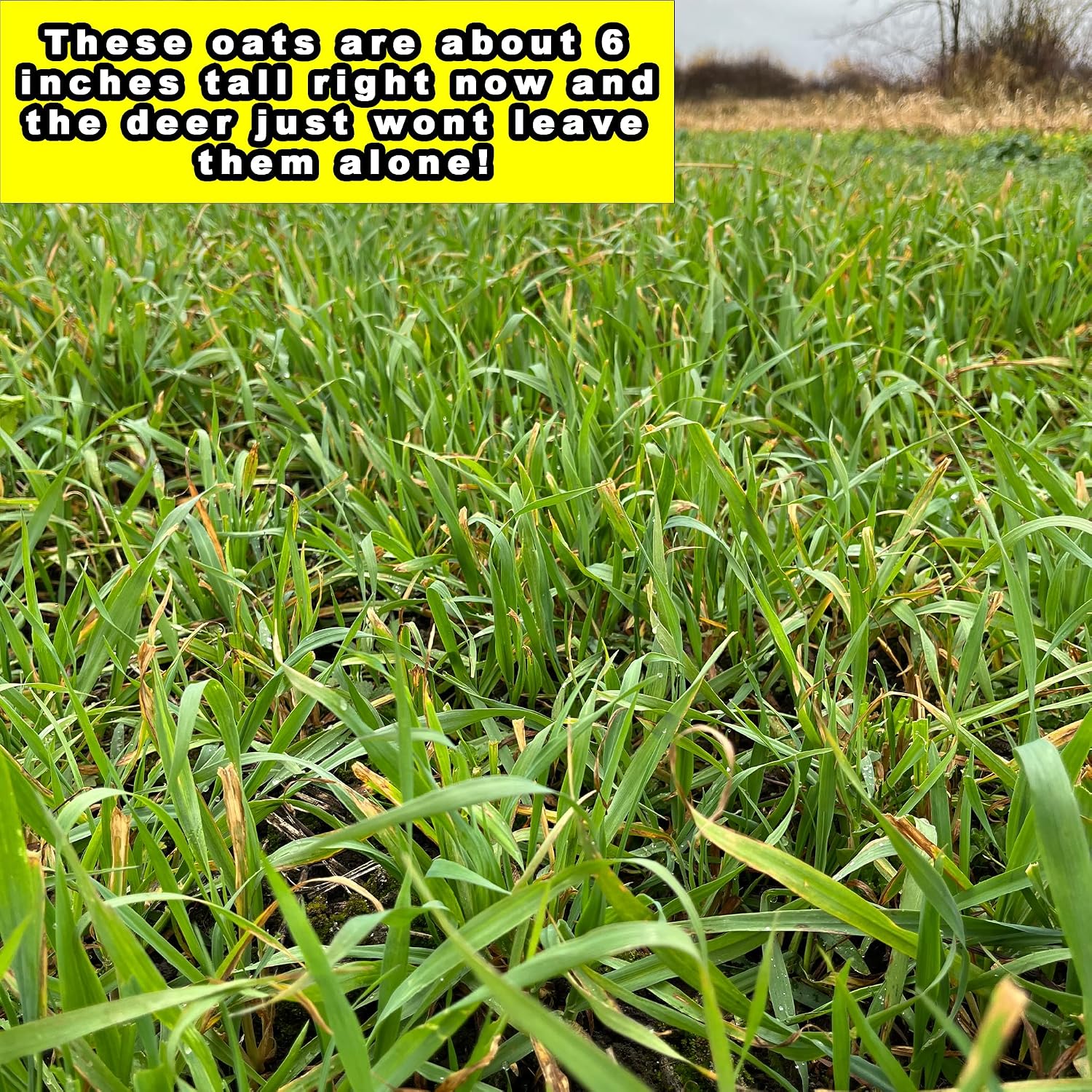 Whitetail Forage Oats, Food Plot Seed, Throw and Grow Seed, Extremely Fast Growth, Late Season Planting, Will Provide Tons of Forage Well Into The Winter Months (20 lbs (1/4 Acre)