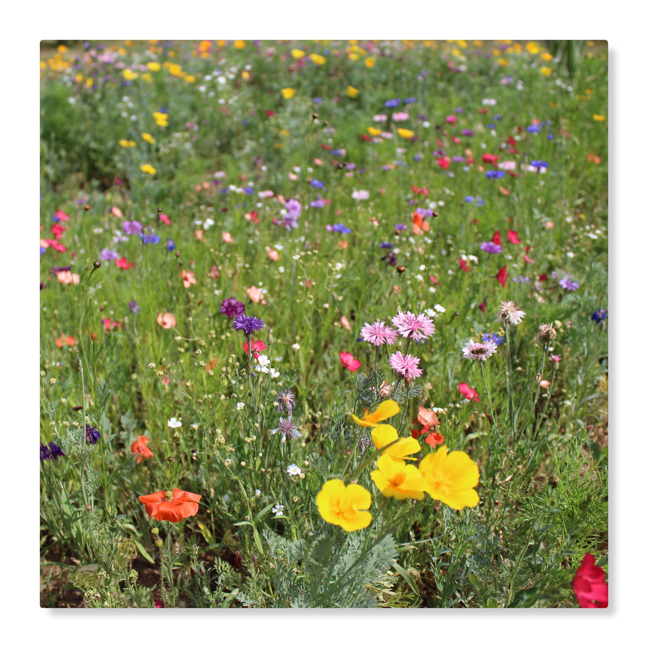Blumenwiese LaFleur Chrono Der Allrounder Bienenwiese/Insektenwiese einjährige Blühmischung schnelle Blüte für ca. 75m², 300 Gramm