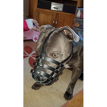 muzzle for staffy australia