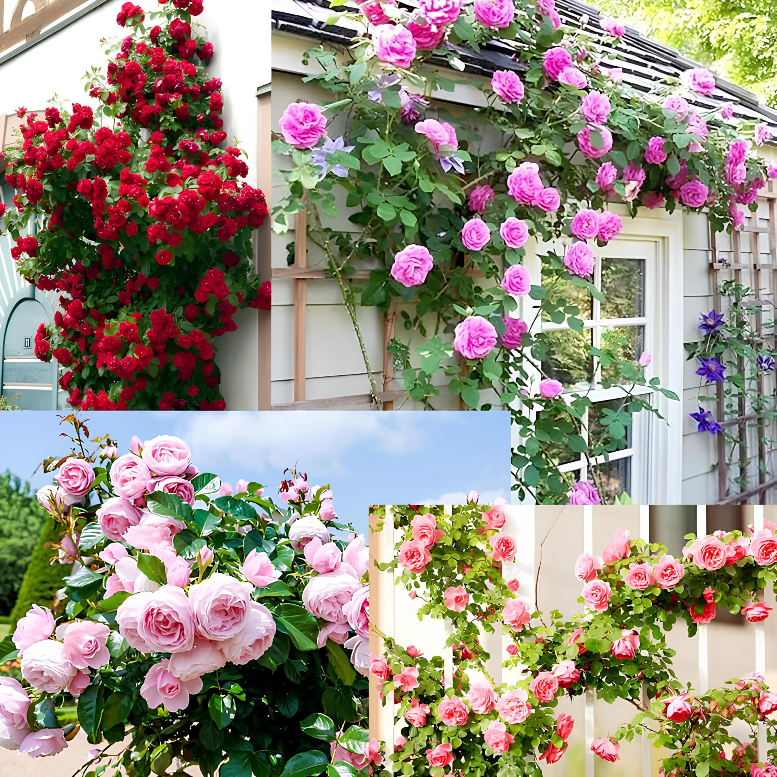 200+ SEEDS- Hybrid Climbing Rose Flower Mix Seeds, Year-Round Blooms - Image 3 thumbnail