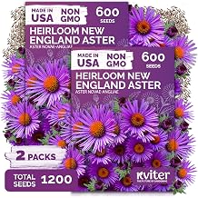 1,200 New England Aster Heirloom Flower Seeds, Aster Novae-Angliae
