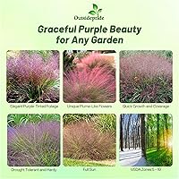 Vista 2 de Outsidepride - 500 semillas de la hierba ornamental perenne zacate amor (Eragrostis spectabilis ornamental [Love Grass]) para sembrar