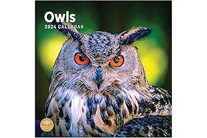 2024 Bright Day Owls Monthly Wall Calendar, 12x12in Cute Nature Photography Gift