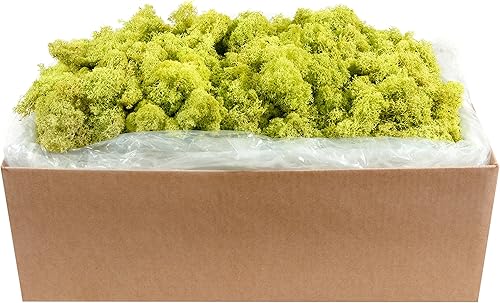 Miniatura 15 de SuperMoss (21710) Musgo de Reno Conservado, Verde Bosque, 1.36kg