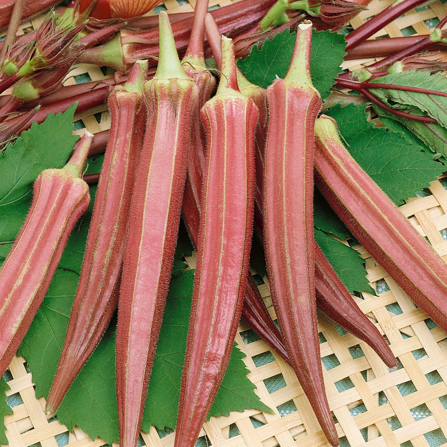 Jing Orange Okra Seeds - 1 Lb ~8000 Seeds - Non-GMO, Heirloom - Vegetable Garden - Abelmoschus esculentus