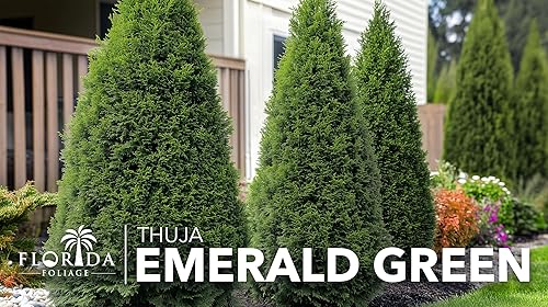 Miniatura 2 de Arborvitae verde esmeralda  Árboles vivos del tamaño de 2 galones  Thuja Occidentalis Smaragd  Plantas de seto de detección de privacidad de hoja