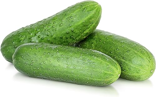Miniatura 5 de TKE Farms & Gardens - Semillas de pepino, 8 rectas, 55 semillas de pepino sin OMG, ideales para rebanar, ensaladas y encurtidos crujientes, incluye