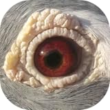 siege auto jane racing crash test JAN ARDENS Racing Pigeons for Sale