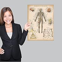 Vista 4 de Palace Learning Paquete de 3 pósteres vintage de músculo + esqueleto + anatomía del sistema nervioso, gráficos anatómicos del sistema muscular