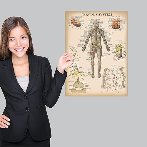 Miniatura 4 de Palace Learning Paquete de 3 pósteres vintage de músculo + esqueleto + anatomía del sistema nervioso, gráficos anatómicos del sistema muscular y