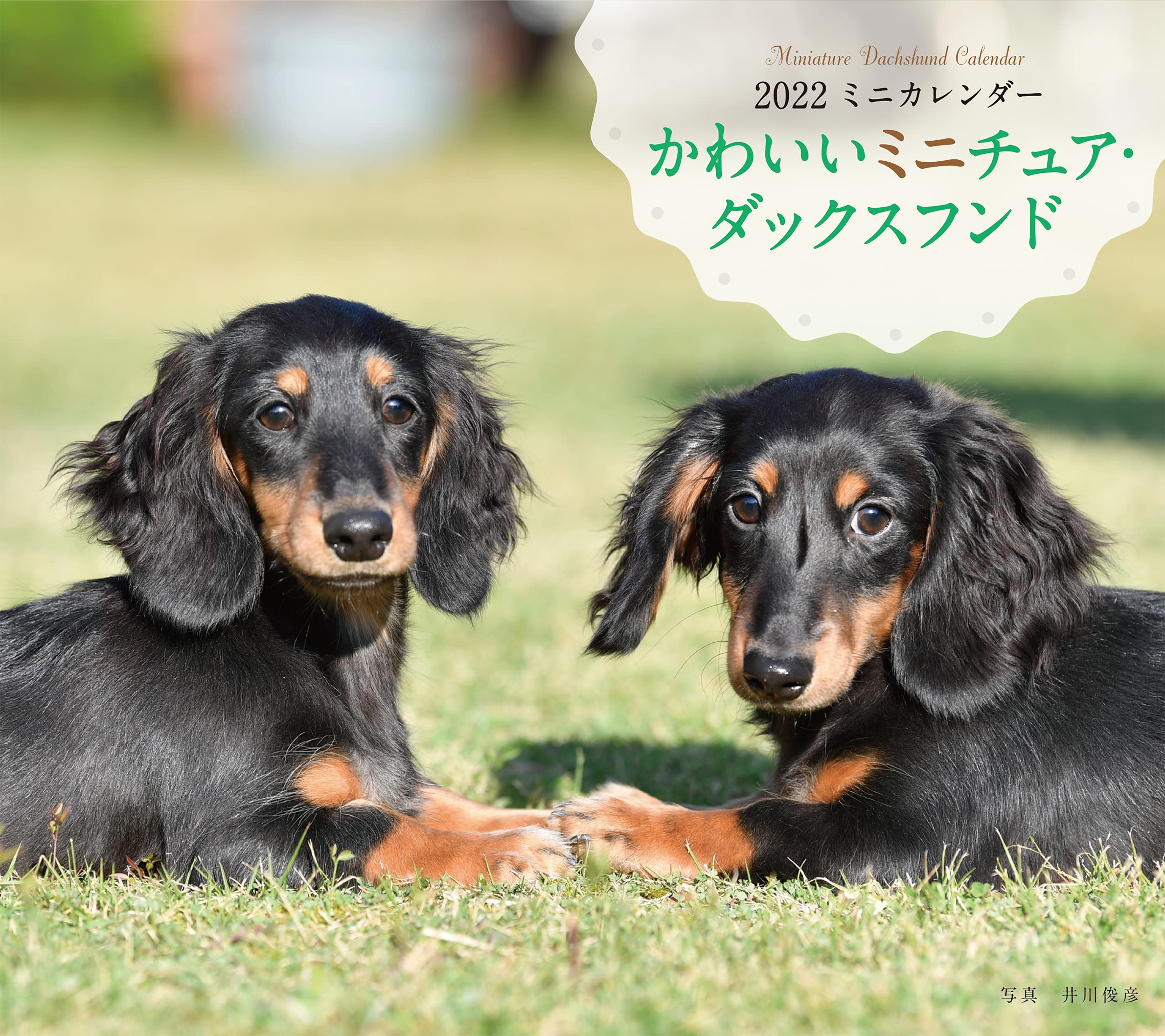 22年 カレンダー かわいいミニチュア ダックスフンド 誠文堂新光社カレンダー 井川 俊彦 本 通販 Amazon
