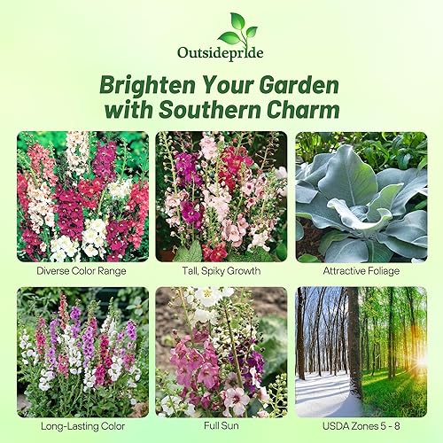 Miniatura 2 de Outsidepride Perenne Verbascum Mullein Garden Cut Flower Seed Mix - 10000 Semillas