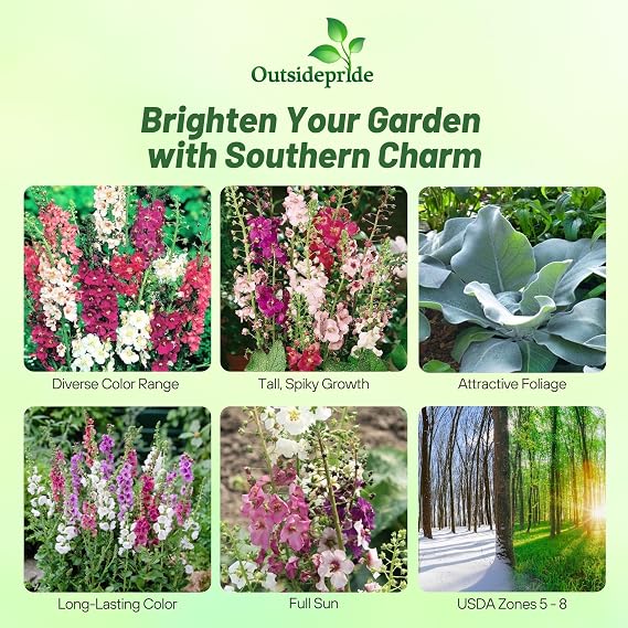Outsidepride Mix Mullein Seeds for Planting - 5000 Pcs Self-Seeding, Perennial Heirloom Seeds for Planting Flowers, for Cut Flower Arrangements, Xeriscaping, Rock Gardens & Containers