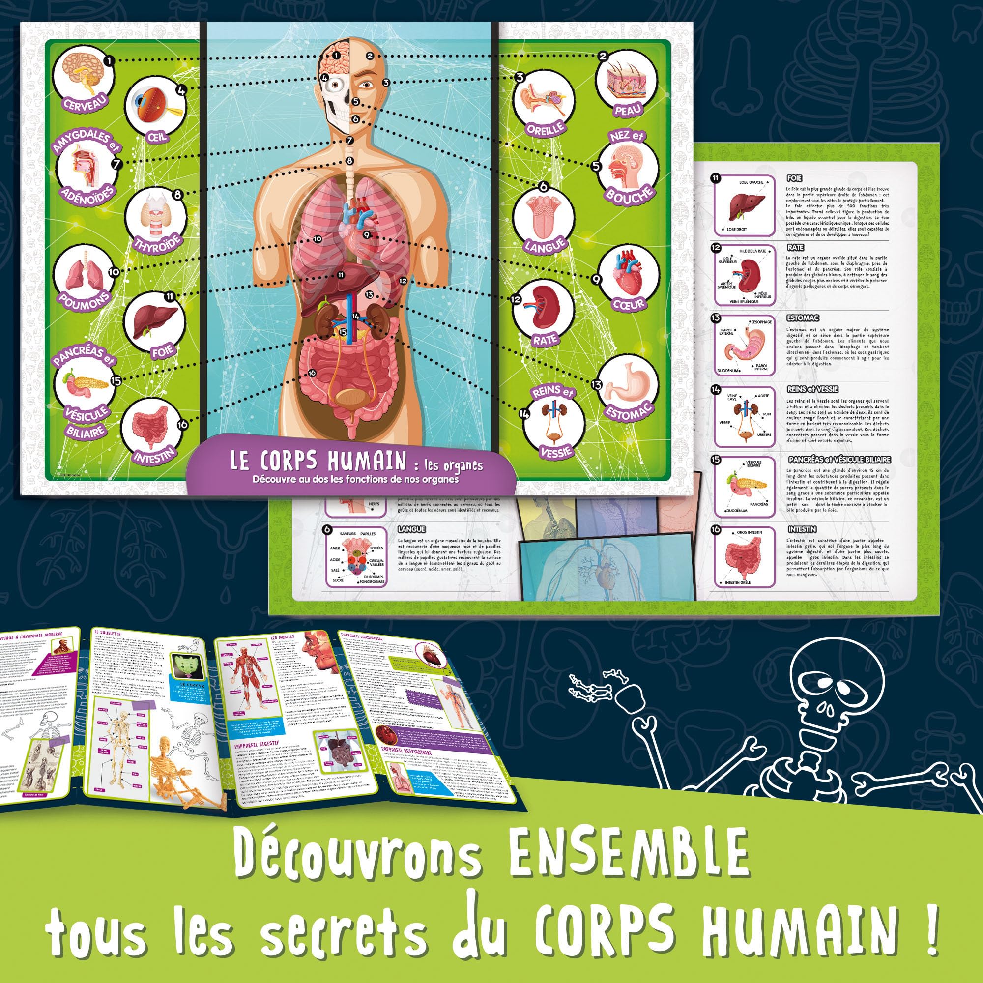 Scopri le meraviglie del corpo umano. Ediz. a colori - Libro - 2M