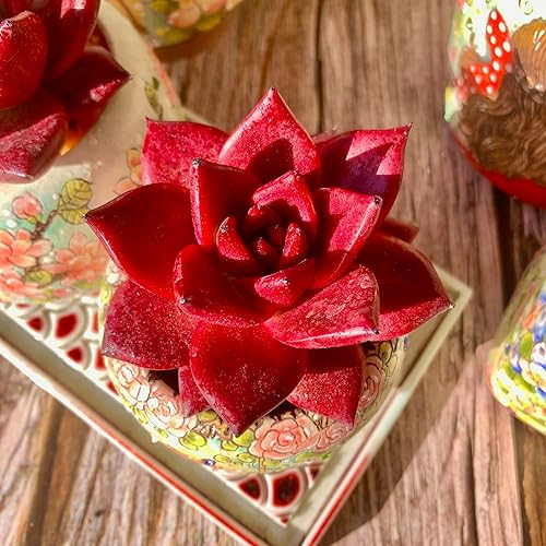 Echeveria Agavoides v Romeo Rubin - Kit de suculentas con maceta de plástico, 1 cabeza de planta viva de 2.5 pulgadas, suelo comprimido y guía, para