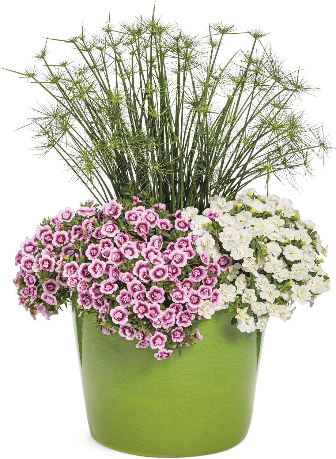 Proven Winners Superbells Double White Calibrachoa Live Plant, Eco+ Grande, 4 Pack