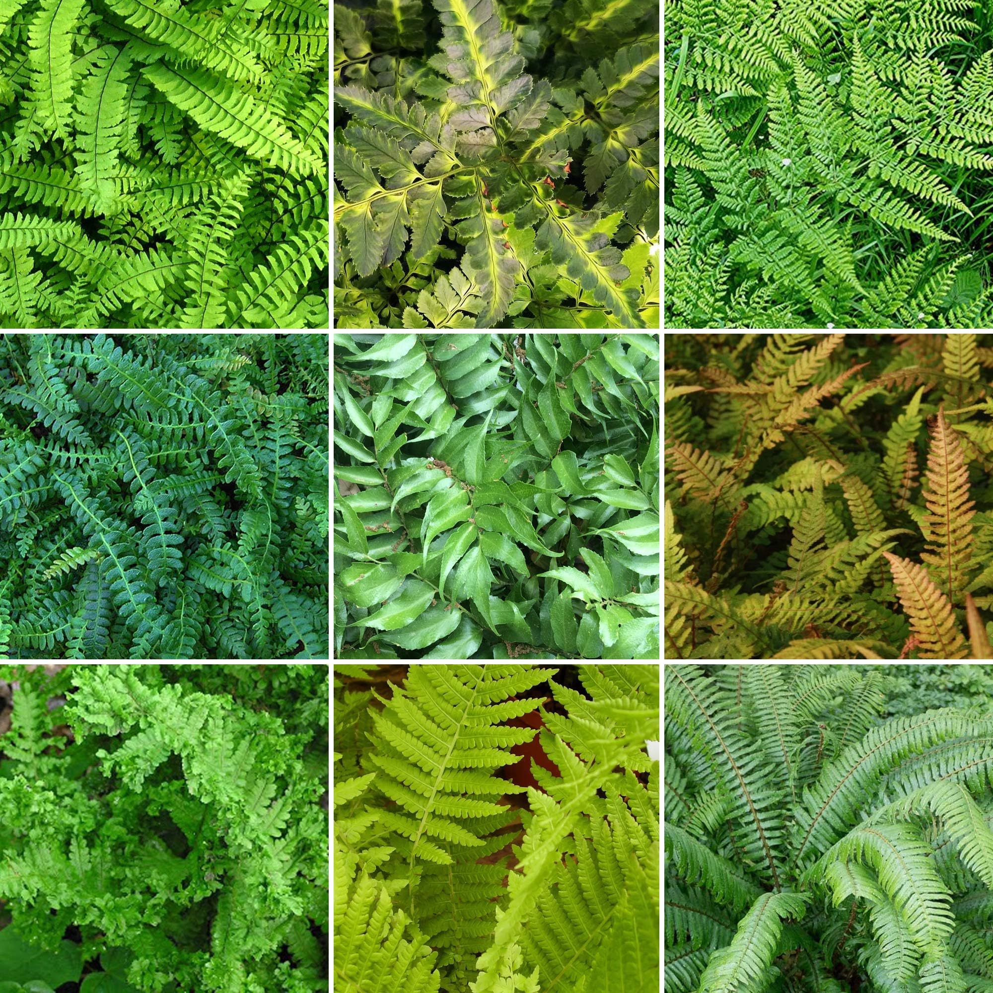 GardenersDream 5 x Mixed Outdoor Fern Plants - Live Garden Ready Perennial Plants, Shrubs in 9cm Pot for Shaded Areas - All Year Round Plant for Garden - Healthy Rockery Plant (20-30cm)