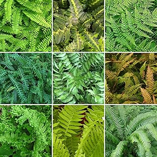 Mélange de 5 Fougères Résistantes GardenersDream - Plantes Naturelles pour L'Exterieur - Vivaces Evergreen pour Jardin - Plantes en Pot & Balcon - Couvre-Sol Résistantes à l'Hiver