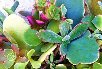 15 Assorted Succulent & Cactus Cuttings. No 2 Cuttings Alike. Great for Terrariums, Mini Gardens, and as Starter Plants.