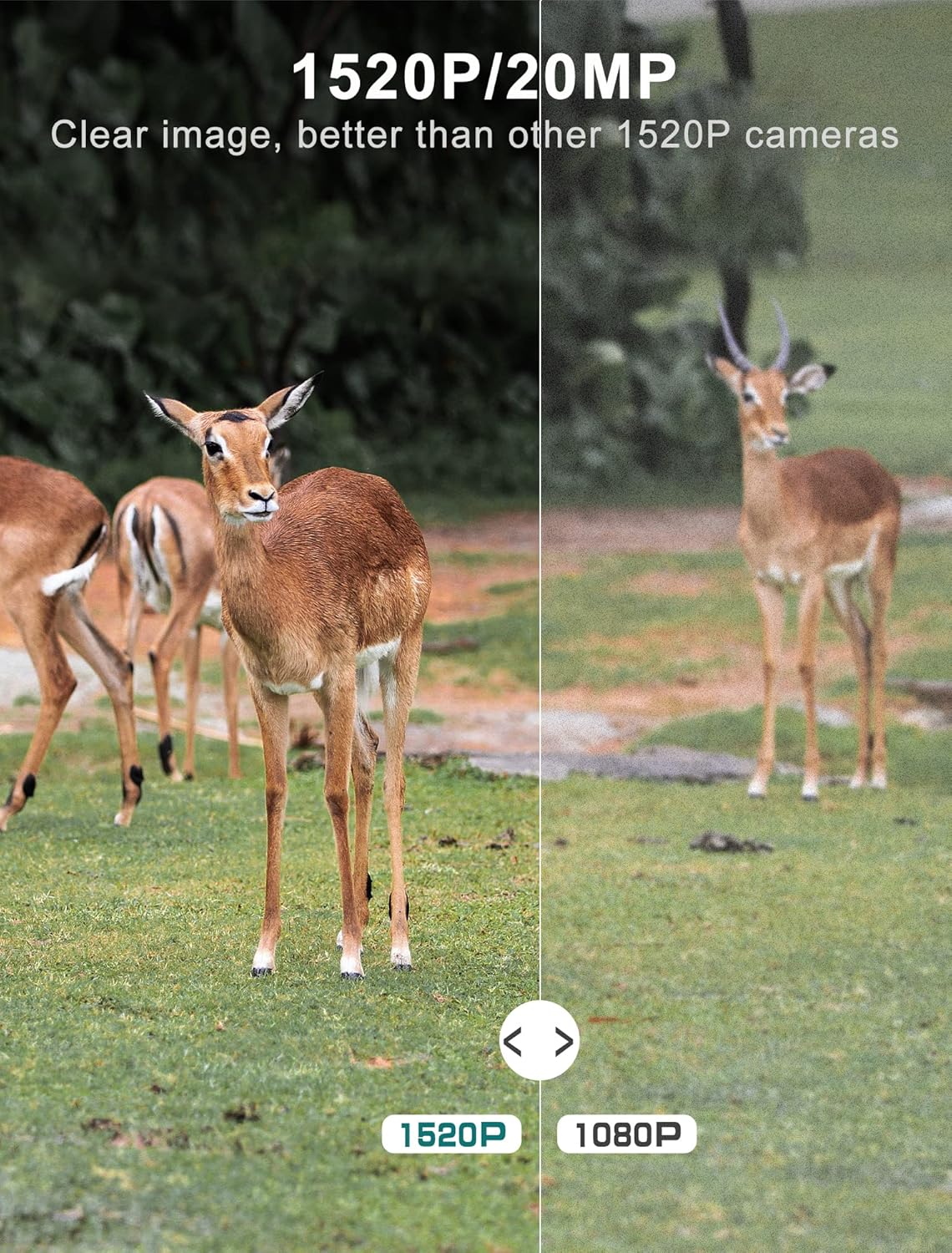 Comparison image showing a clearer 1520P image of a deer on the left versus a less clear 1080P image on the right.
