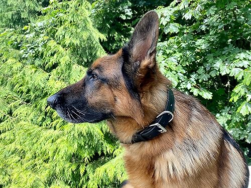 Miniatura 4 de Ravenox Collar de cuero negro medio Latigo hecho a mano Amish, diseño de expertos del ejército, ultra duradero