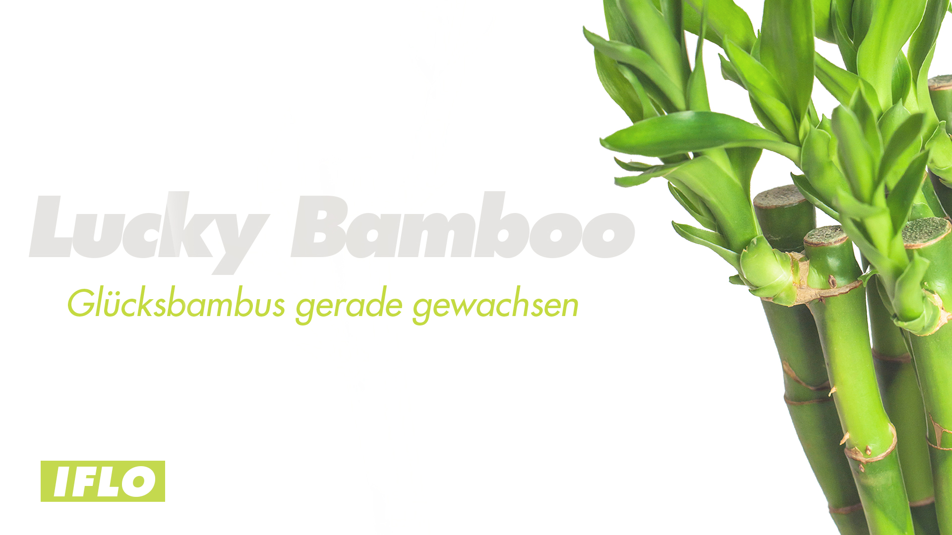 bambus alkohol 竹叶青酒 特酿 青瓷10年陈 38度 500毫升 /Bambusschnaps 38% Vol. 10 Jahr 500ml – China  Markt Chemnitz main image 0