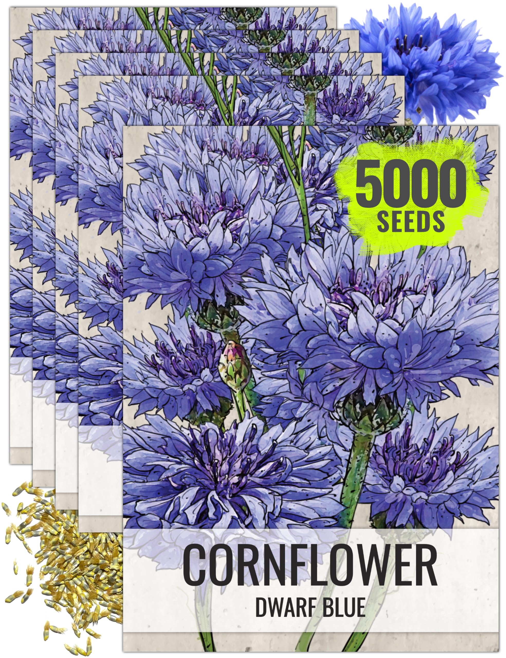 Seed Needs Dwarf Blue Cornflower