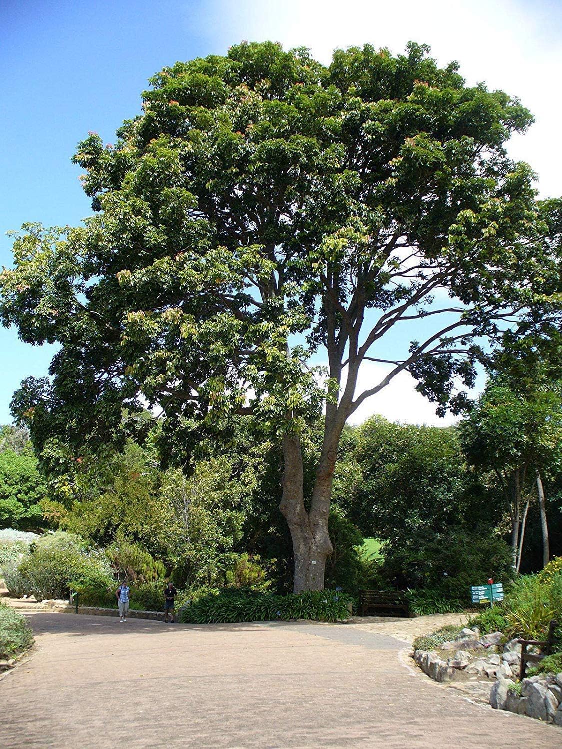10 Khaya anthotheca Seeds, East African Mahogany red Mahogany Seeds