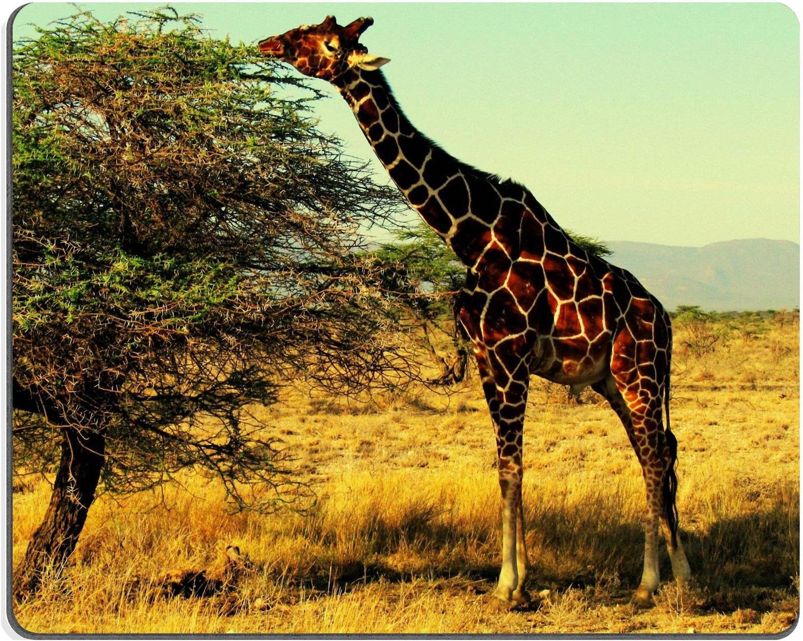 giraffe long tongue eating animals mammals tallest QZone Customized Made to Order Cloth with Neoprene Rubber Mouse Pads