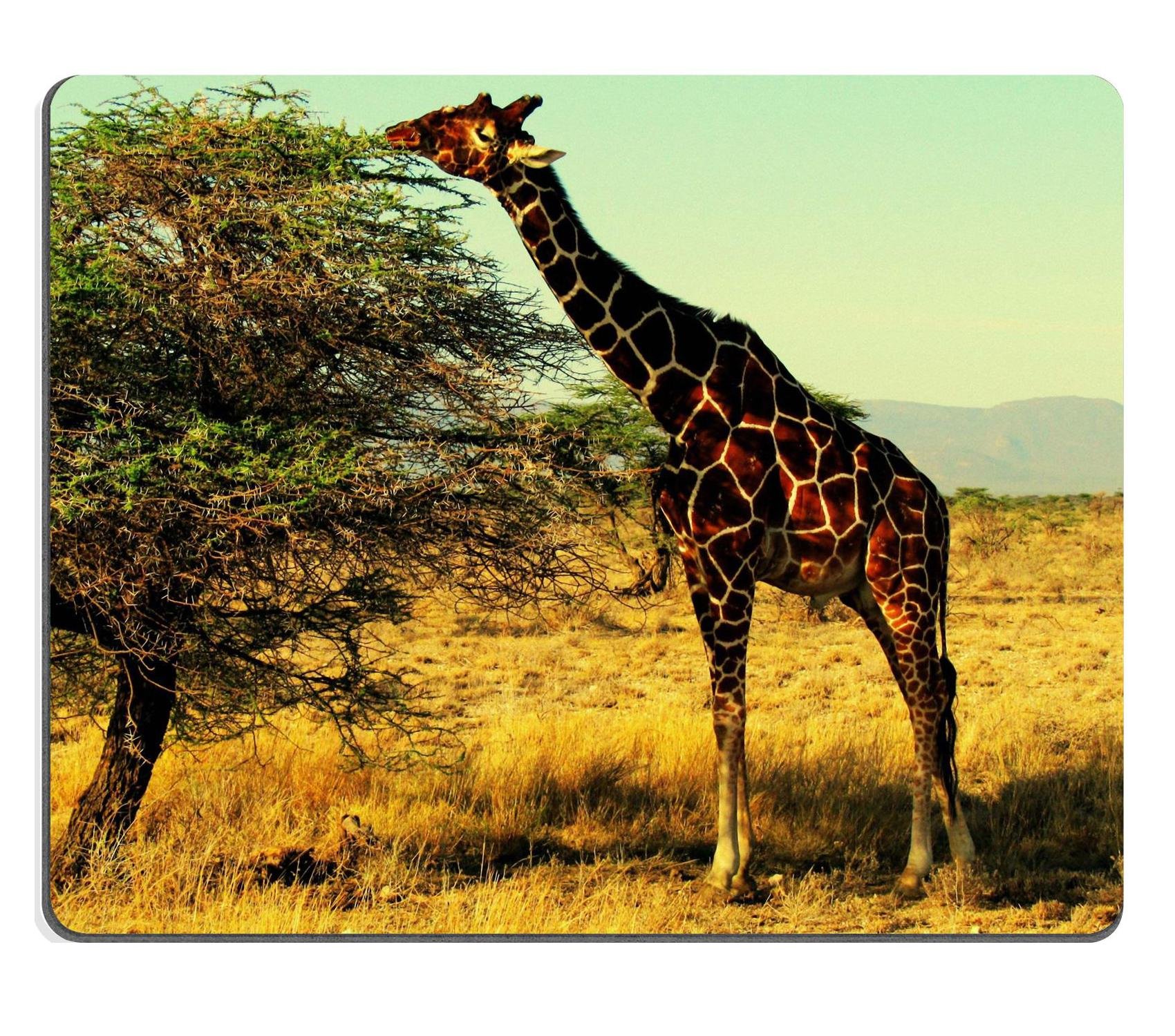 giraffe long tongue eating animals mammals tallest QZone Customized Made to Order Cloth with Neoprene Rubber Mouse Pads