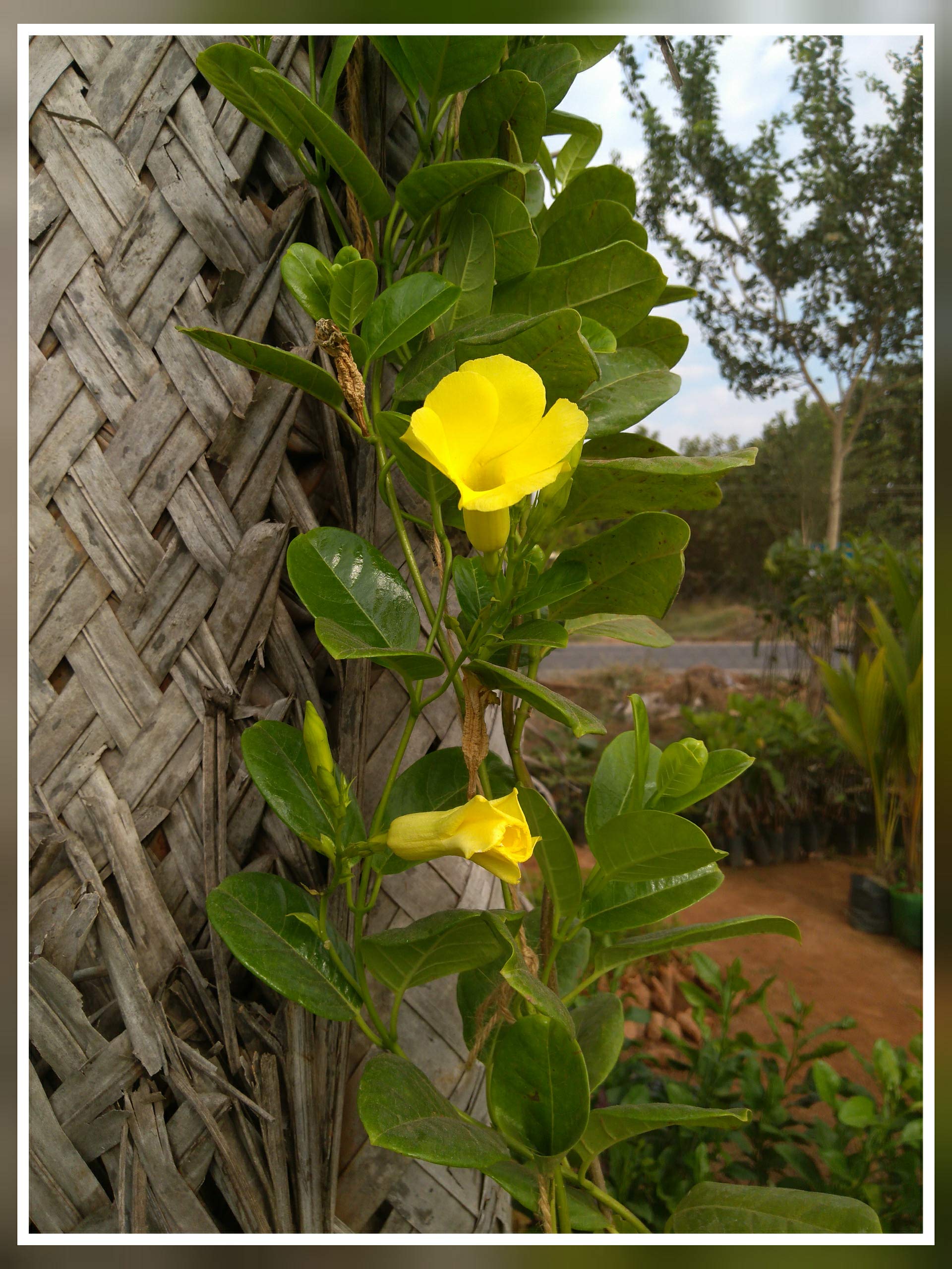 Allamanda Creeper ubicaciondepersonas.cdmx.gob.mx
