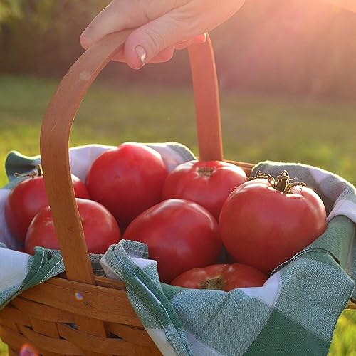 Rose de Berne Heirloom Tomate - 50 semillas - Variedad de tomate rosa reliquia rara, semillas de vegetales sin OMG para plantar en el jardín