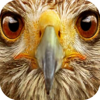 Animal Sounds 100+