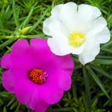 Various difficulty levels Rodew