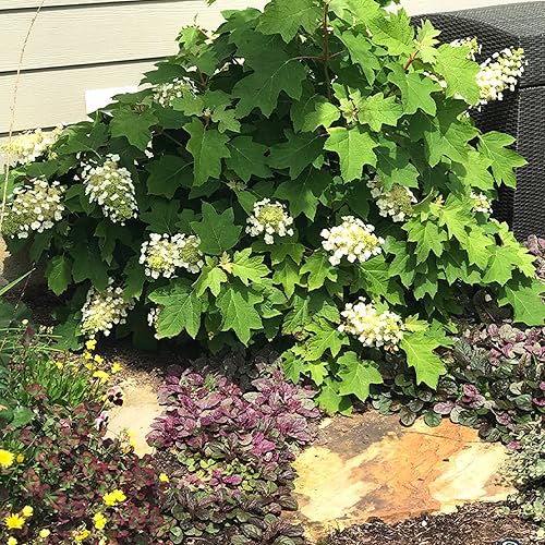 Miniatura 5 de CHUXAY GARDEN 50 semillas de hortensia quercifolia hortensia de hoja de roble hortensia de hoja de roble llamativa planta de paisajismo que atrae