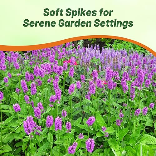 Miniatura 6 de Outsidepride Stachys Officinalis - Planta de jardín de hierbas de madera morada Betony Bishopswort, 1000 semillas