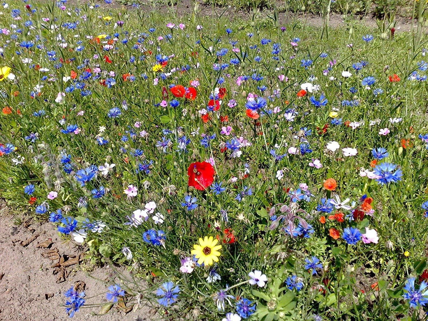 SaatPur Blumenmischung Wiesenblumen und Kräuter (ohne Gras) Amazon.de