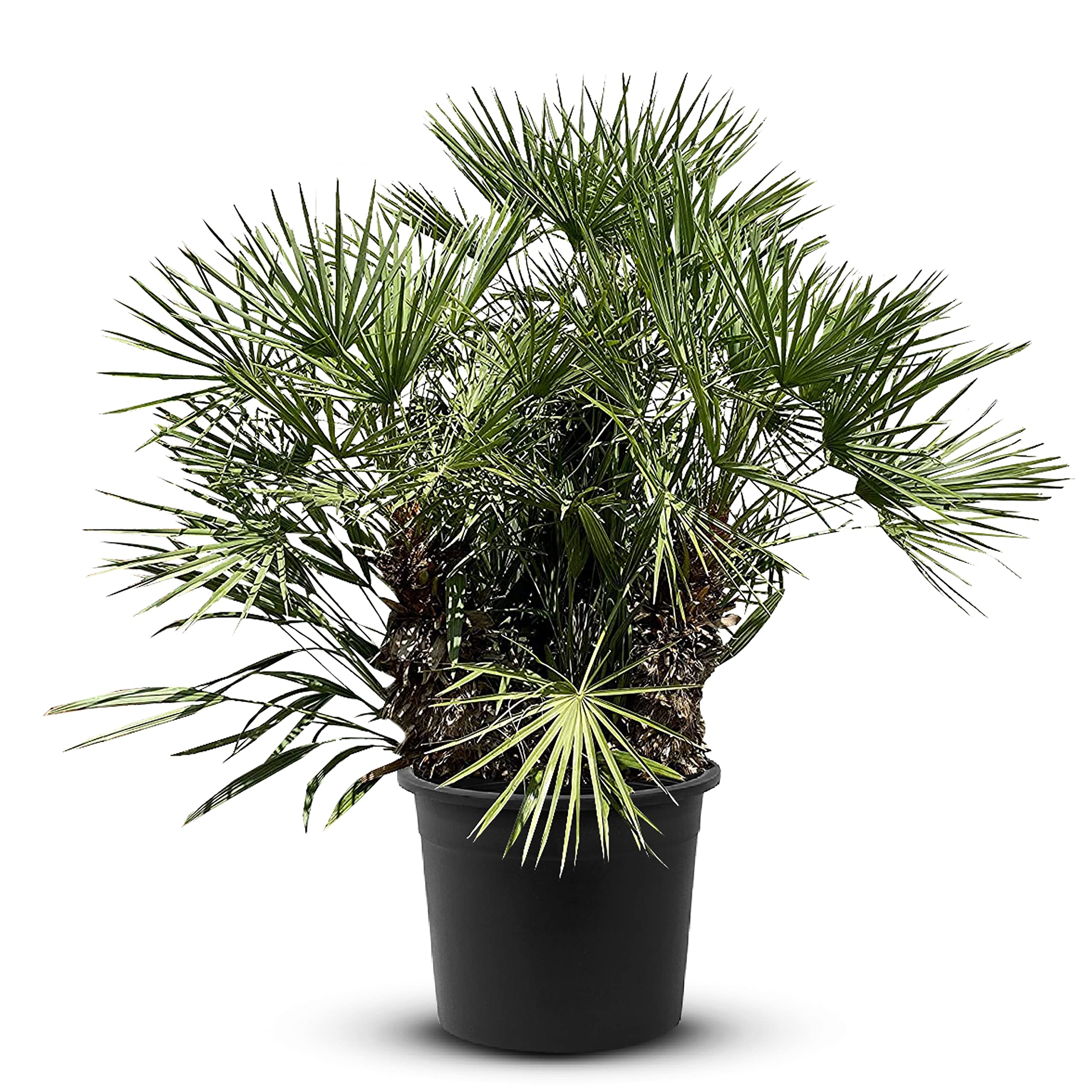 Chamaerops humilis - 200-230 cm