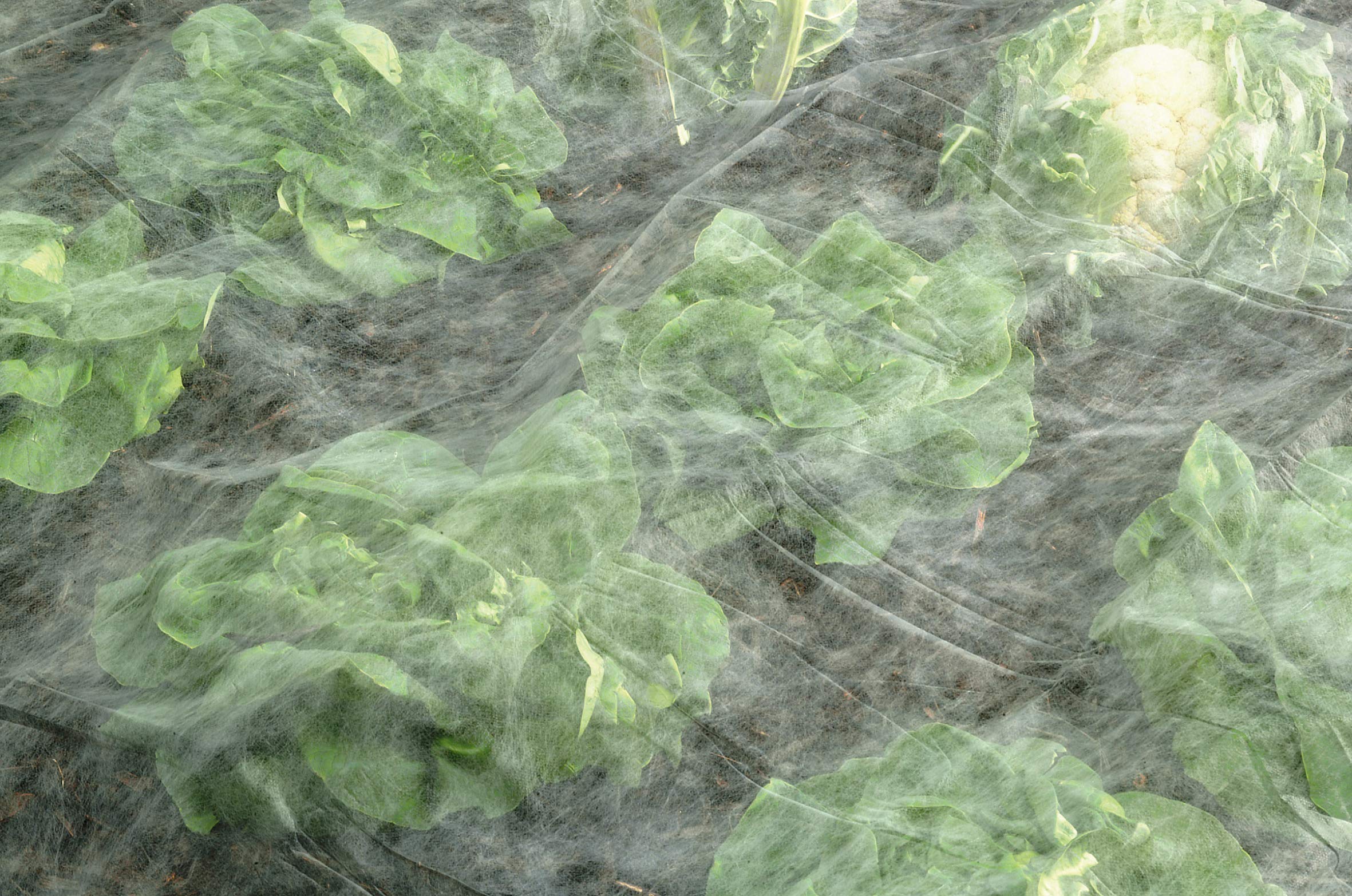 GroundMaster Toile De Protection Non-tissée Jardin 2x10m - Anti-gel, Vent Et Nuisibles